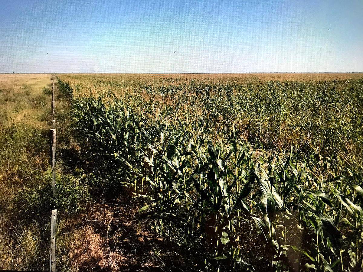 Banderas Santiago del Estero 430 Has Agricolas - Financia