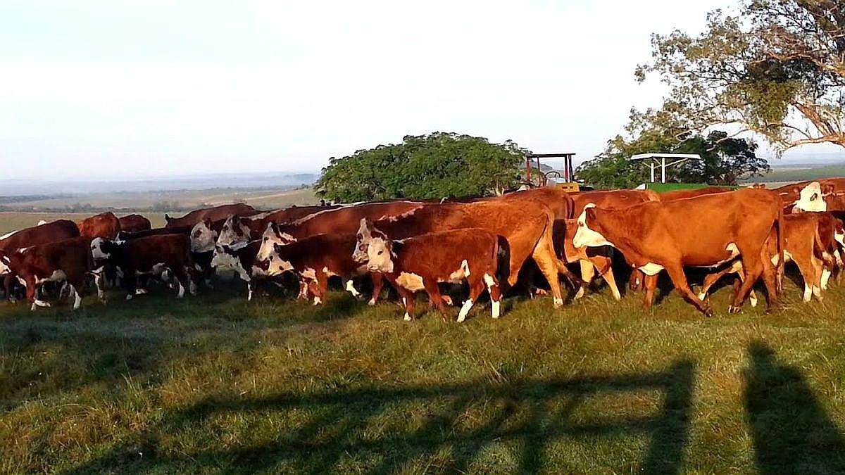 40 Vacas Braford Preñadas Puras $ 110.000 + IVA Sucias - Agroads
