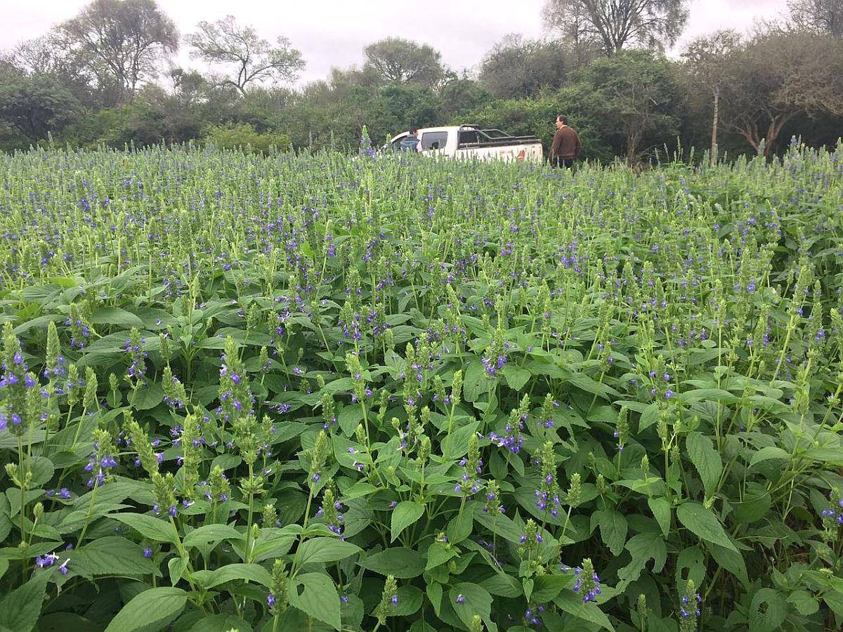 Campo Agricola 148 Hectareas