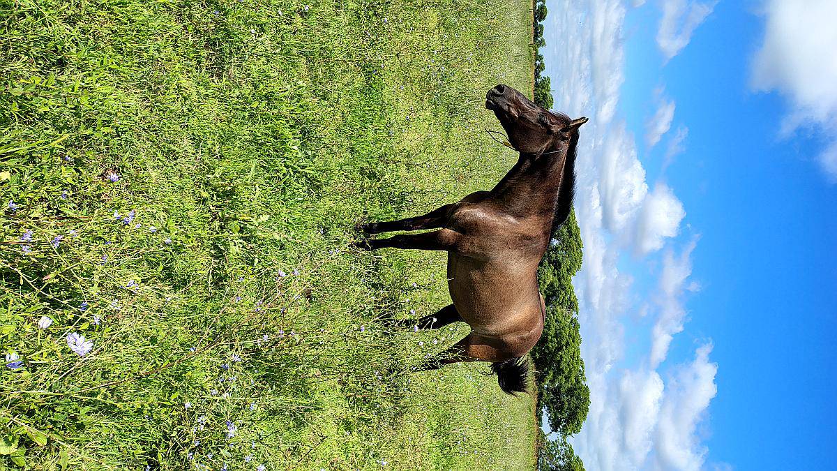 Caballos Mansos de Andar.