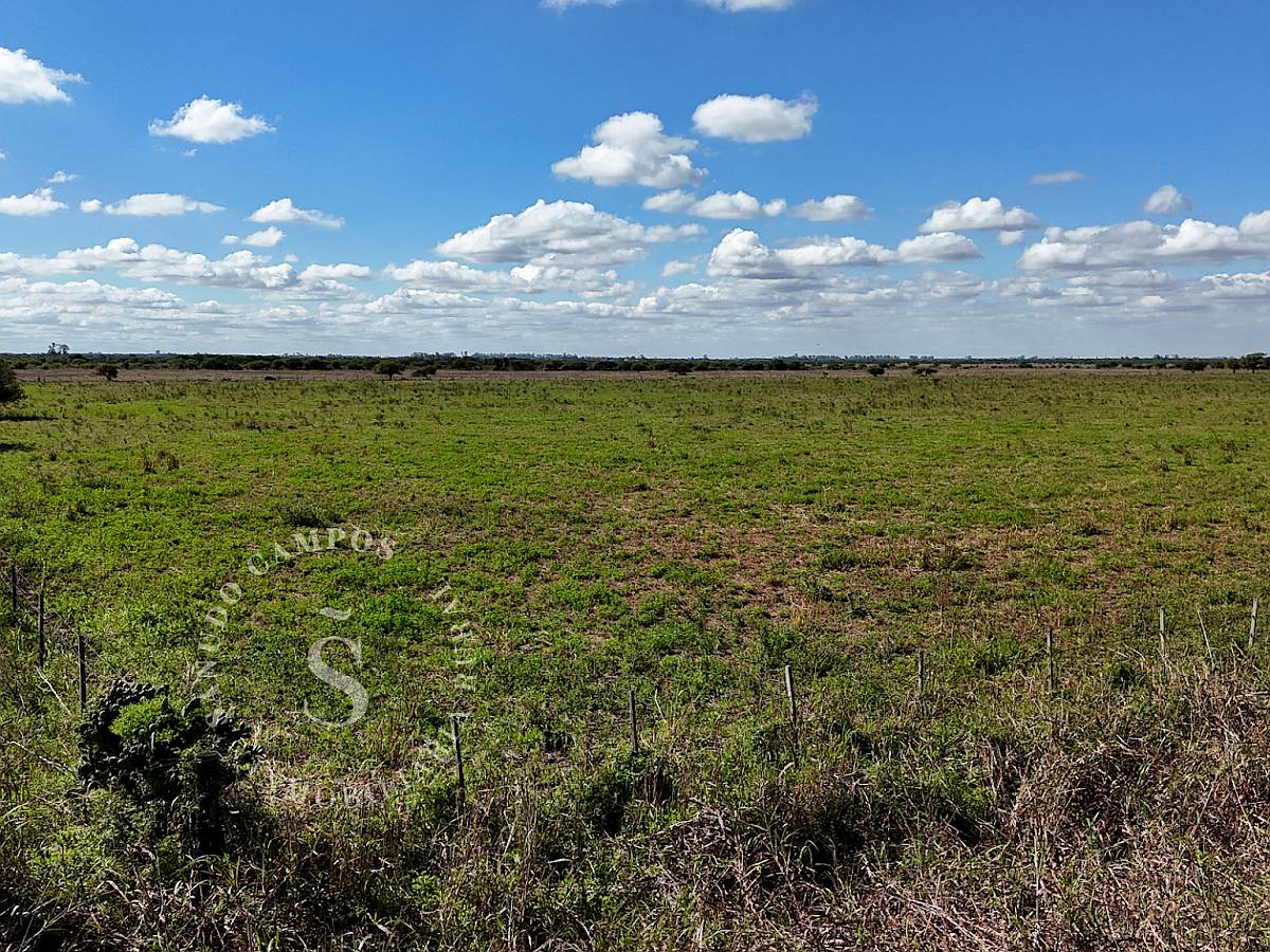 Campo Mixto. 154 HA. SA Pereira, Santa FE.