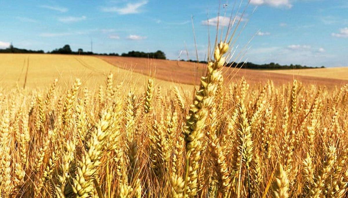 100 Ha Campo Agricola Ganadero S/ruta