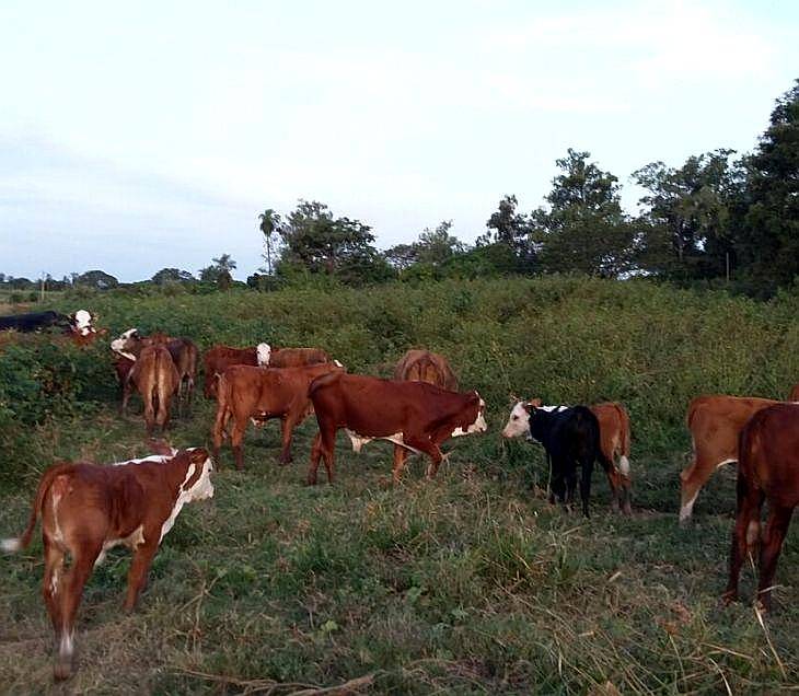 Terneros Machos y Hembras. Disponible