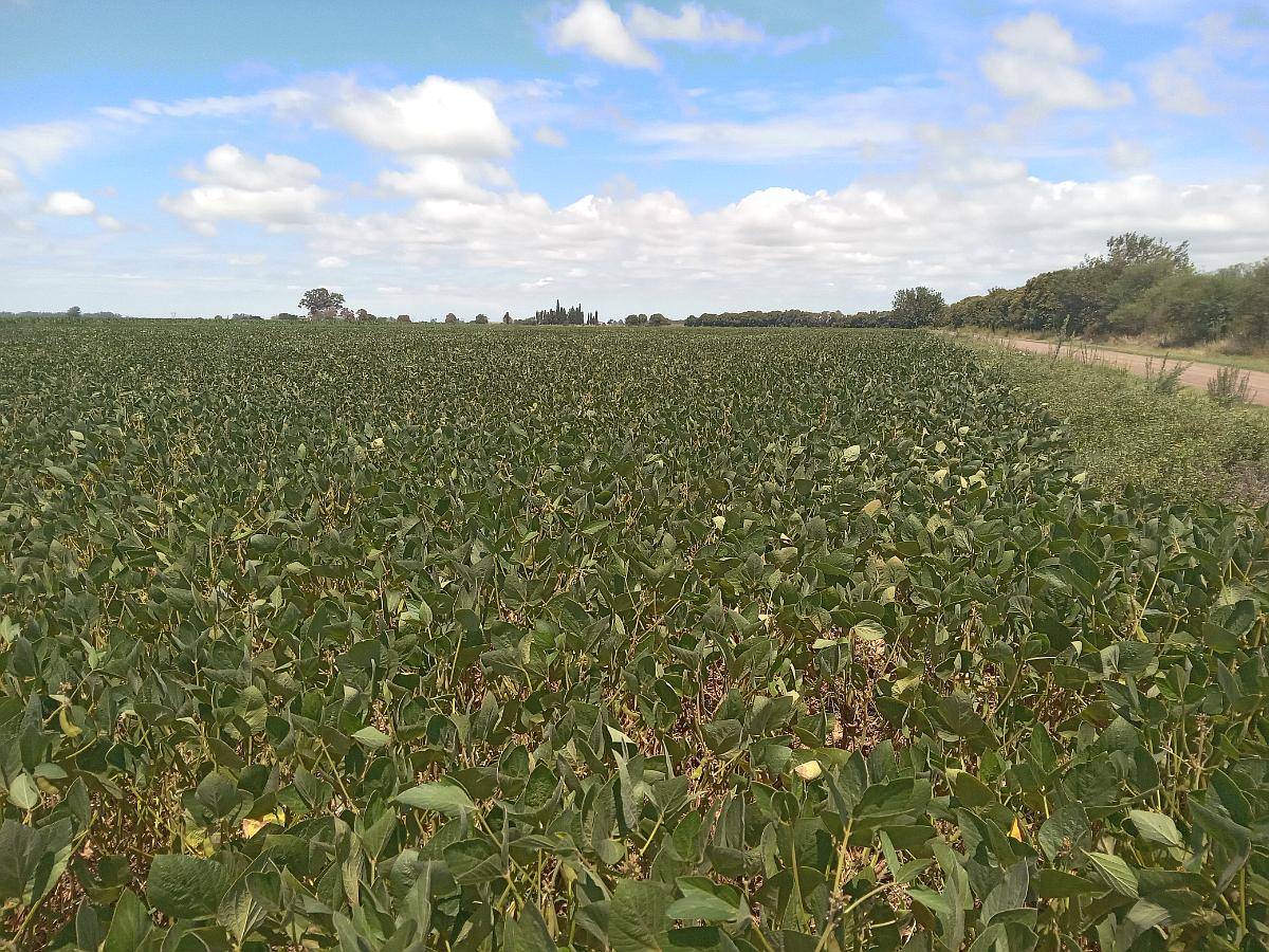 6 Has. Villa Constitución Santa FE, LUZ y Gas.