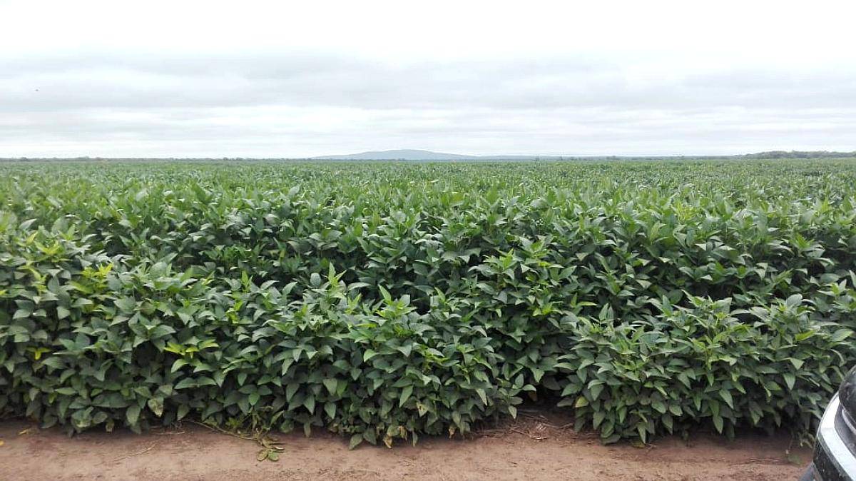 275 Has. Agrícolas en Rapelli, Santiago del Estero.