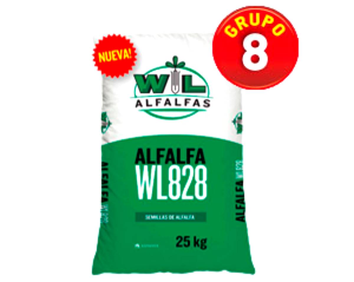 Alfalfa WL 828. Versatilidad en SU Forma de Aprovechamiento.