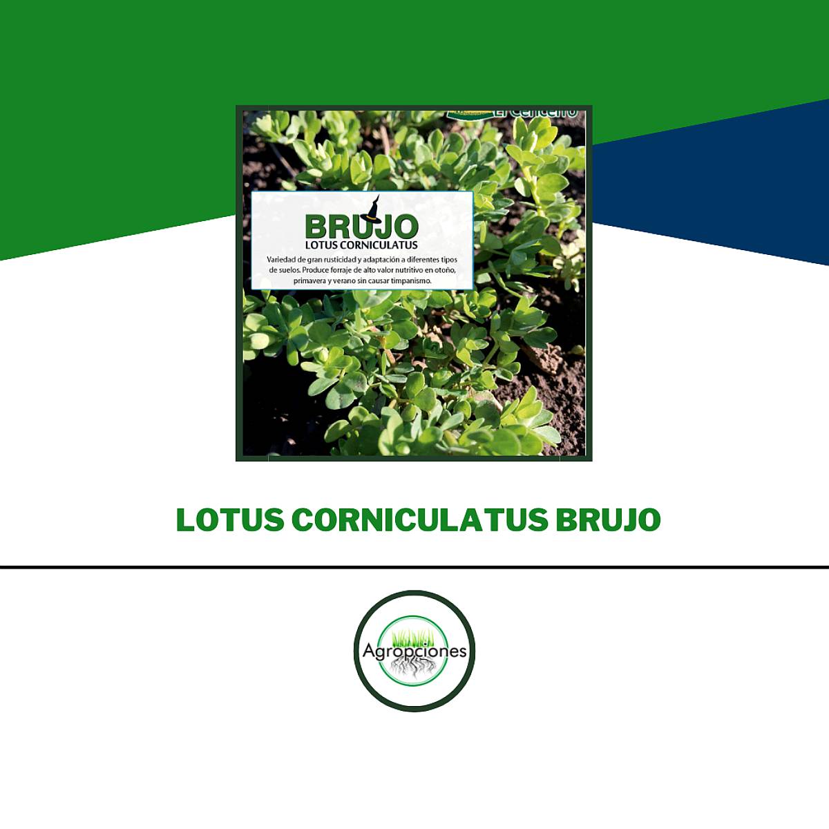 Semilla de Lotus Coniculatus Brujo - Criadero el Cencerro