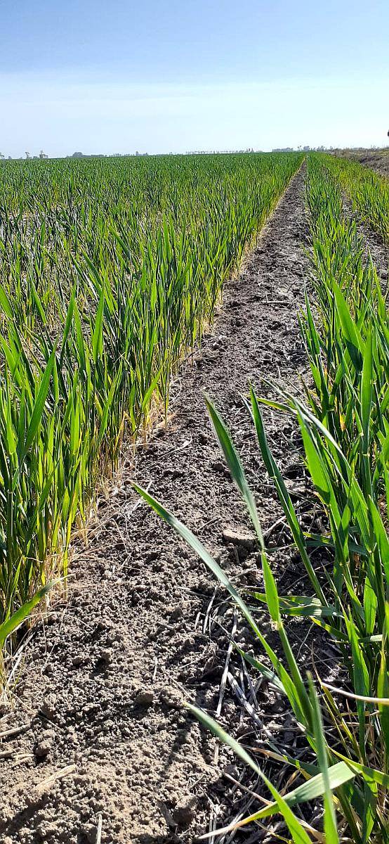 Vendo 60 Hectáreas Agrícolas