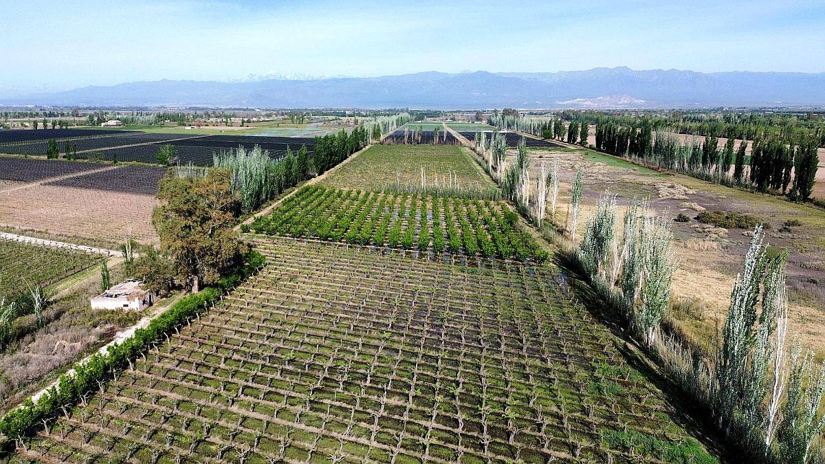 Finca 14 Ha el Pastal Mendoza. VID y Ciruelos