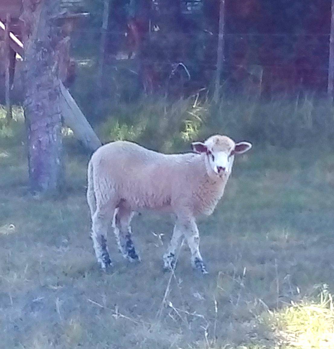 Corderos Borregas en Cordoba