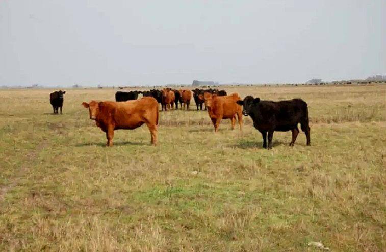 Campo en Venta 400 Hectareas Punta Indio