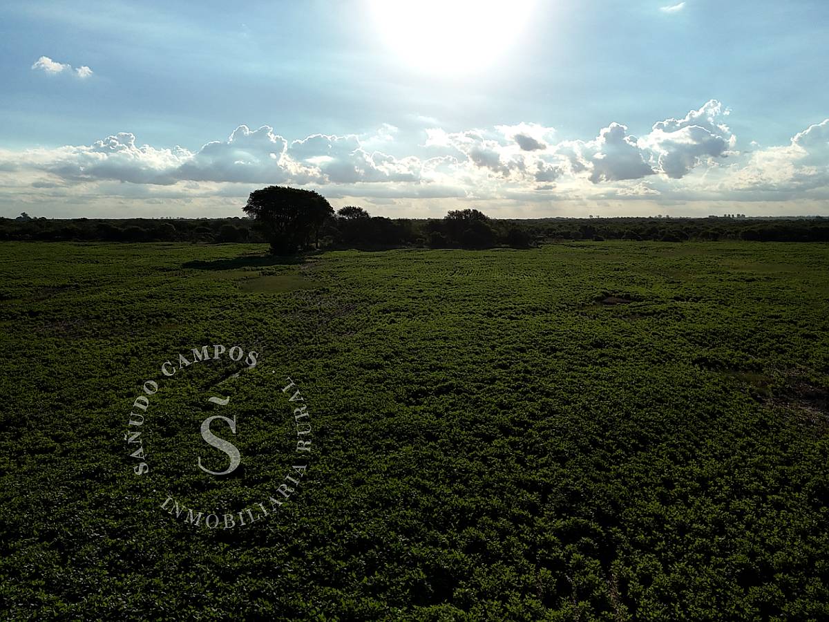 Venta Campo Agrícola. SA Pereyra, Santa FE. 115 HA.
