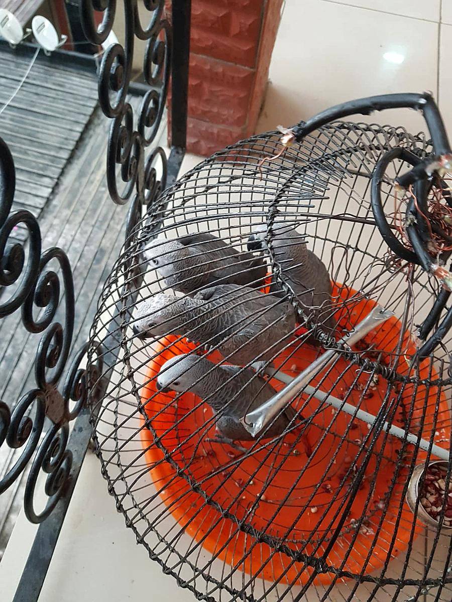 Hablando, Saludable Loros y Huevos