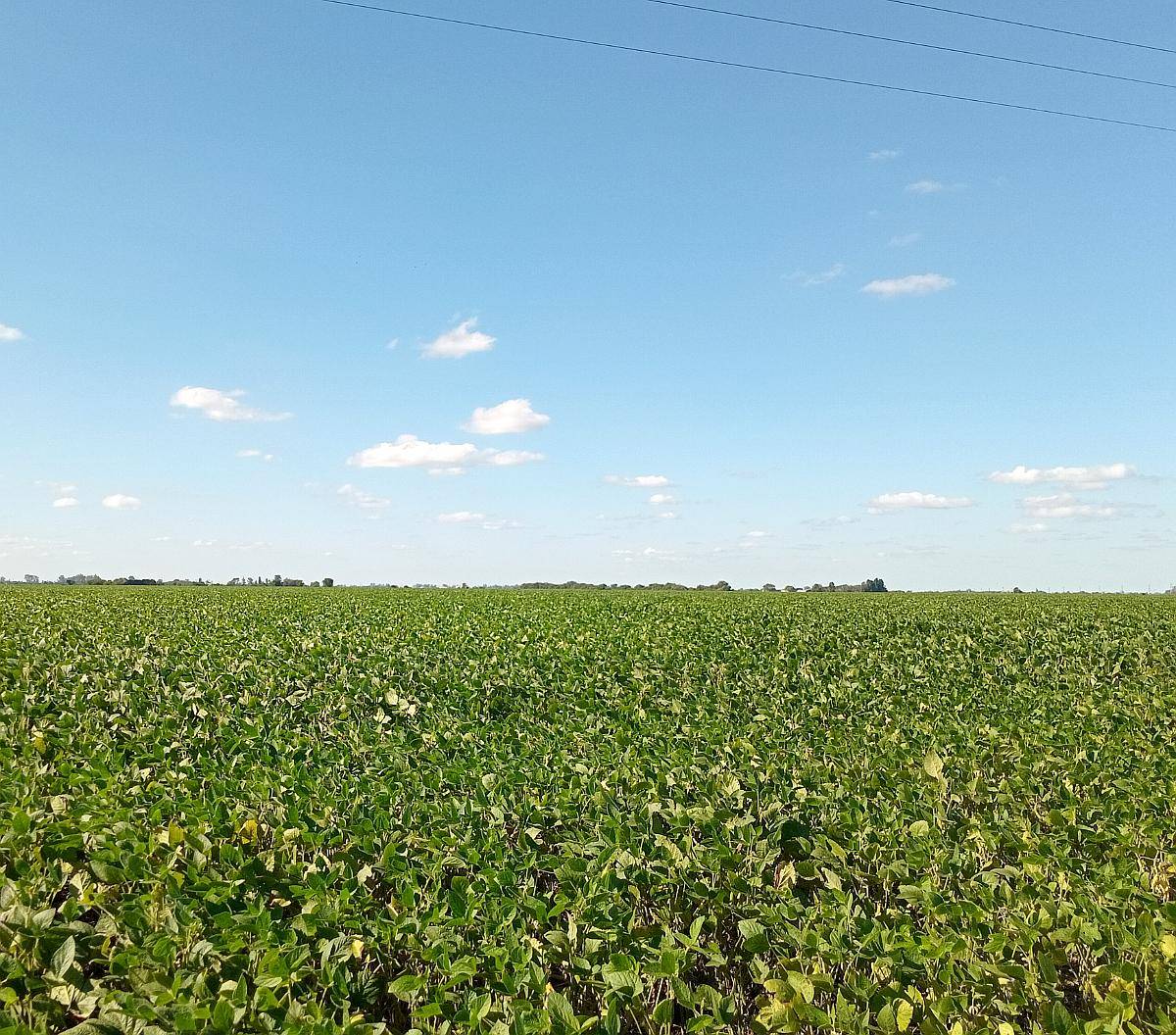 Venta 40 Ha en Monte Cristo