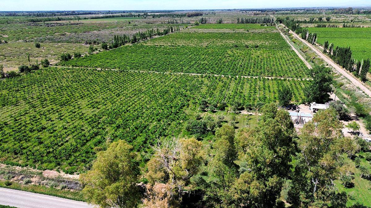 Finca en Venta 47.5 Ha Jocolí, Mendoza