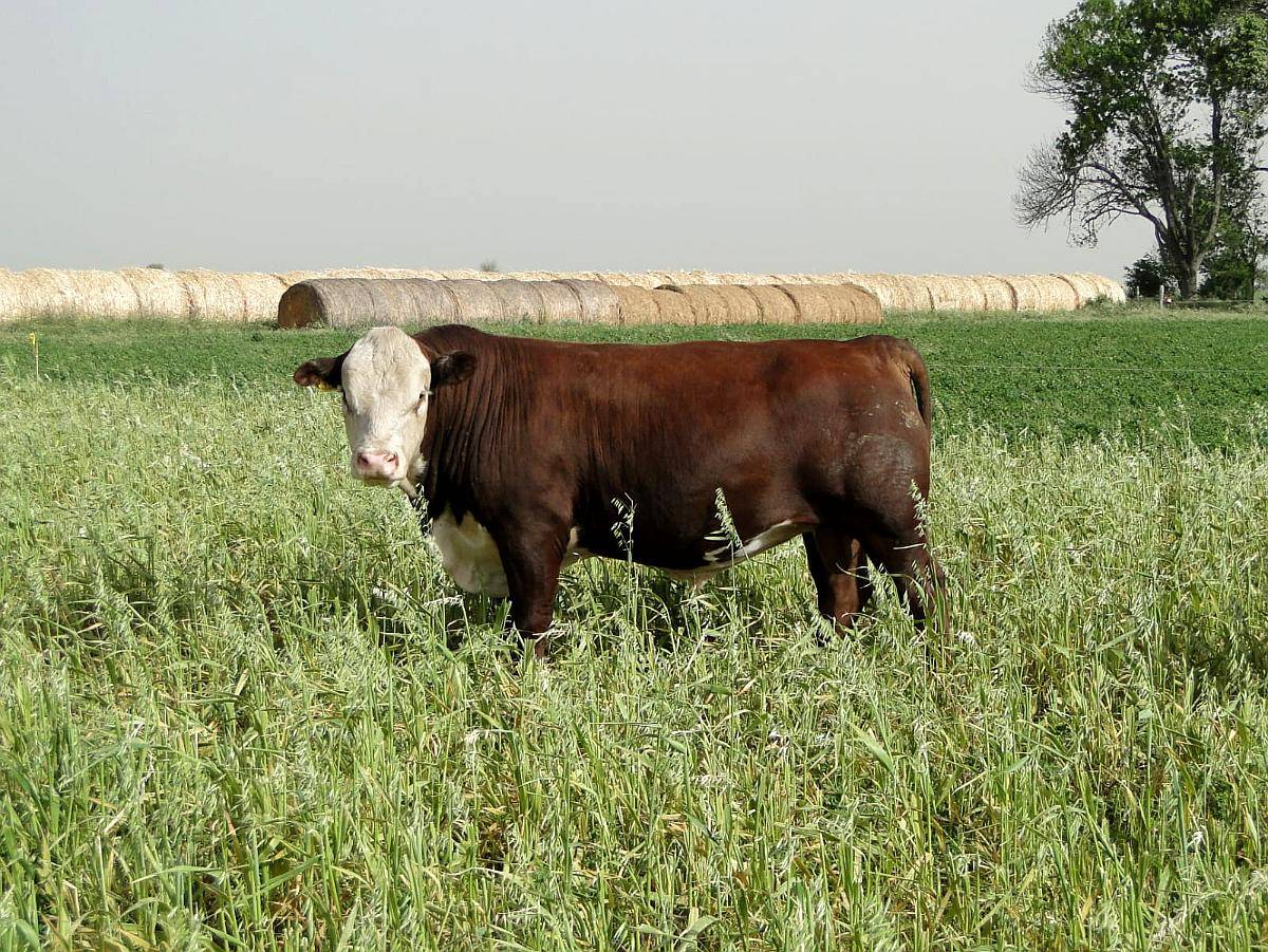 Toro Hereford Puro de Pedrigue