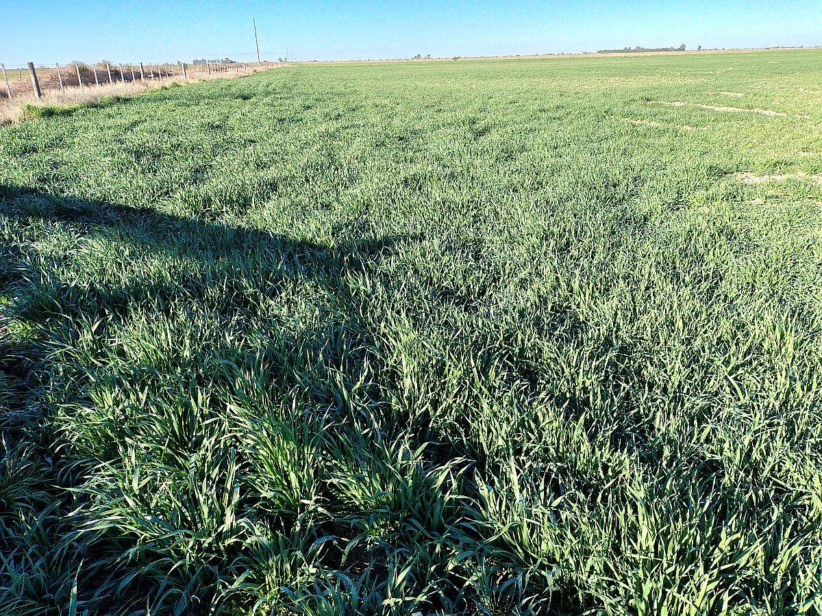 200ha Agrícola-ganaderas en General San Martin