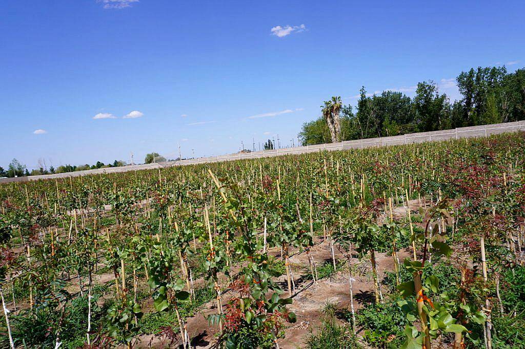 Finca de Pistachos - San Juan -