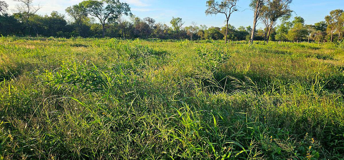 3400ha en 2 Lotes. Totalmente Armadas. en Castelli, Chaco.