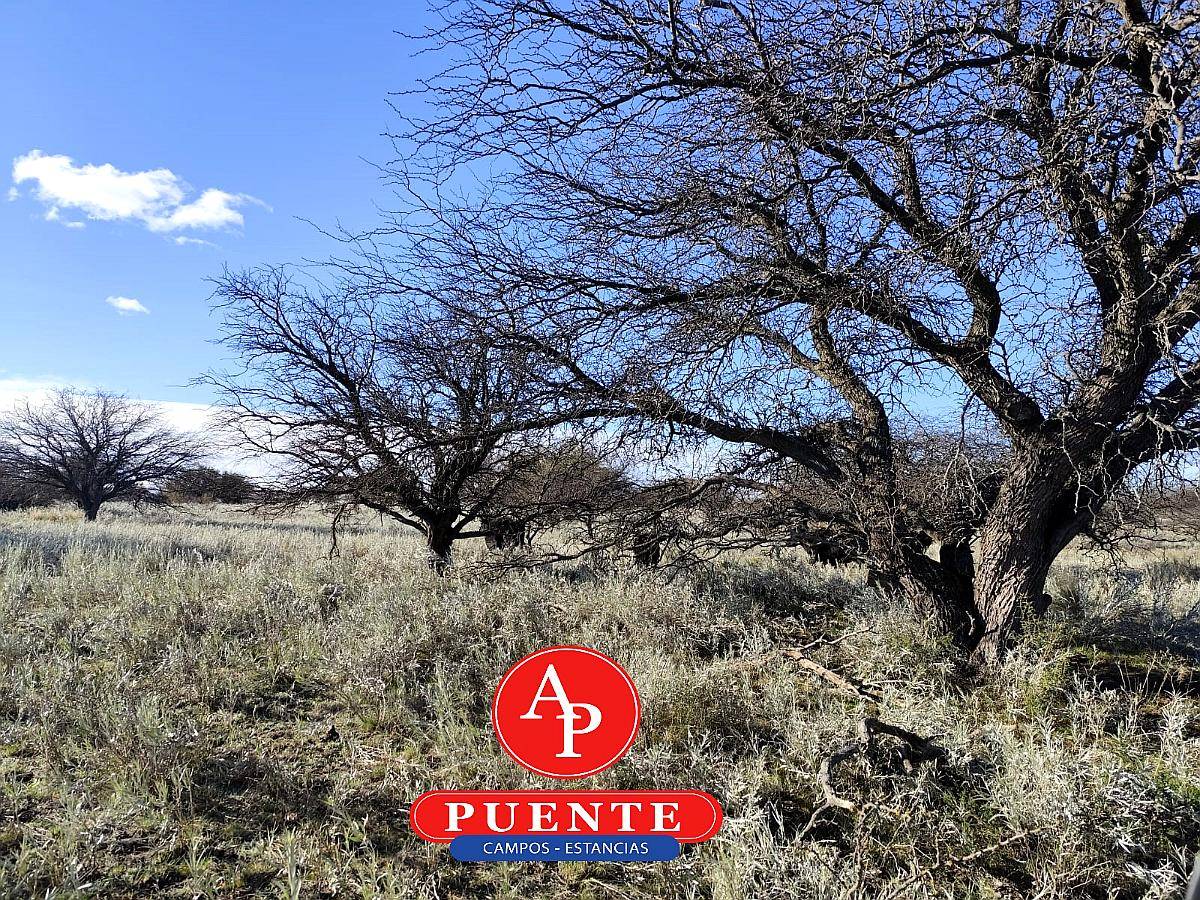 4.000 HA. Abramo, la Pampa