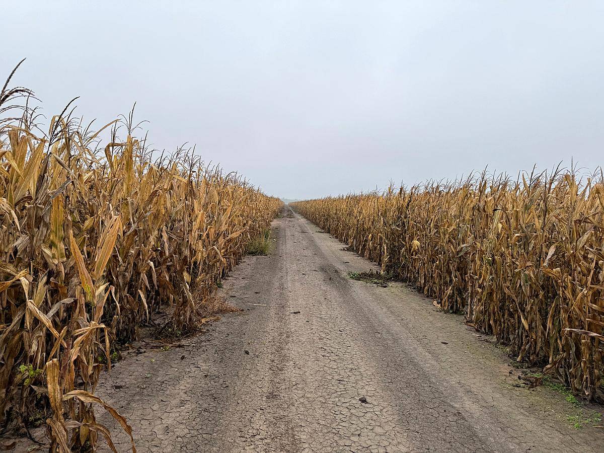 1000 Ha Agrícolas en Otumpa. Santiago del Estero.