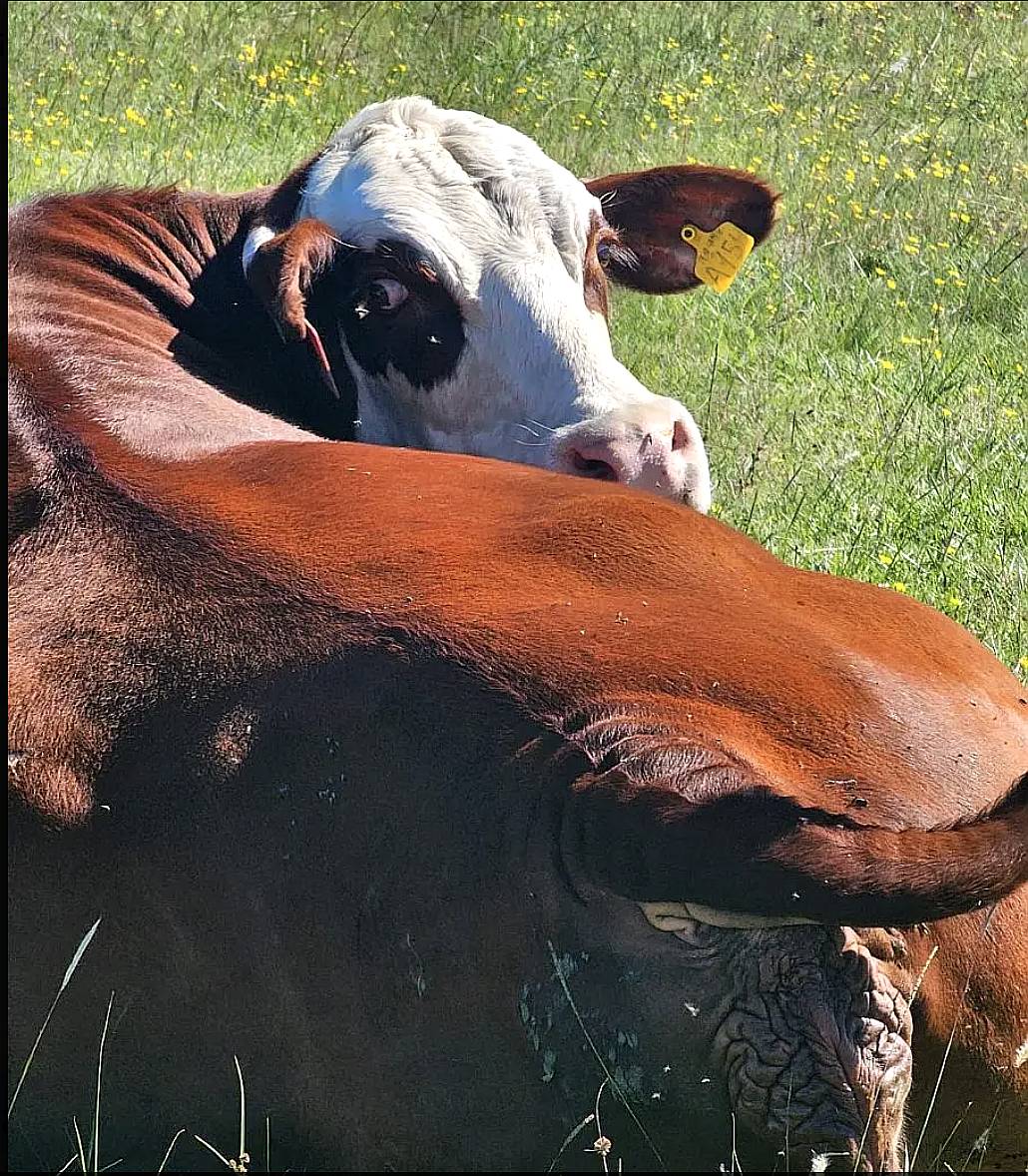 Venta Campo Ganadero 1400 Ha Pila BS AS