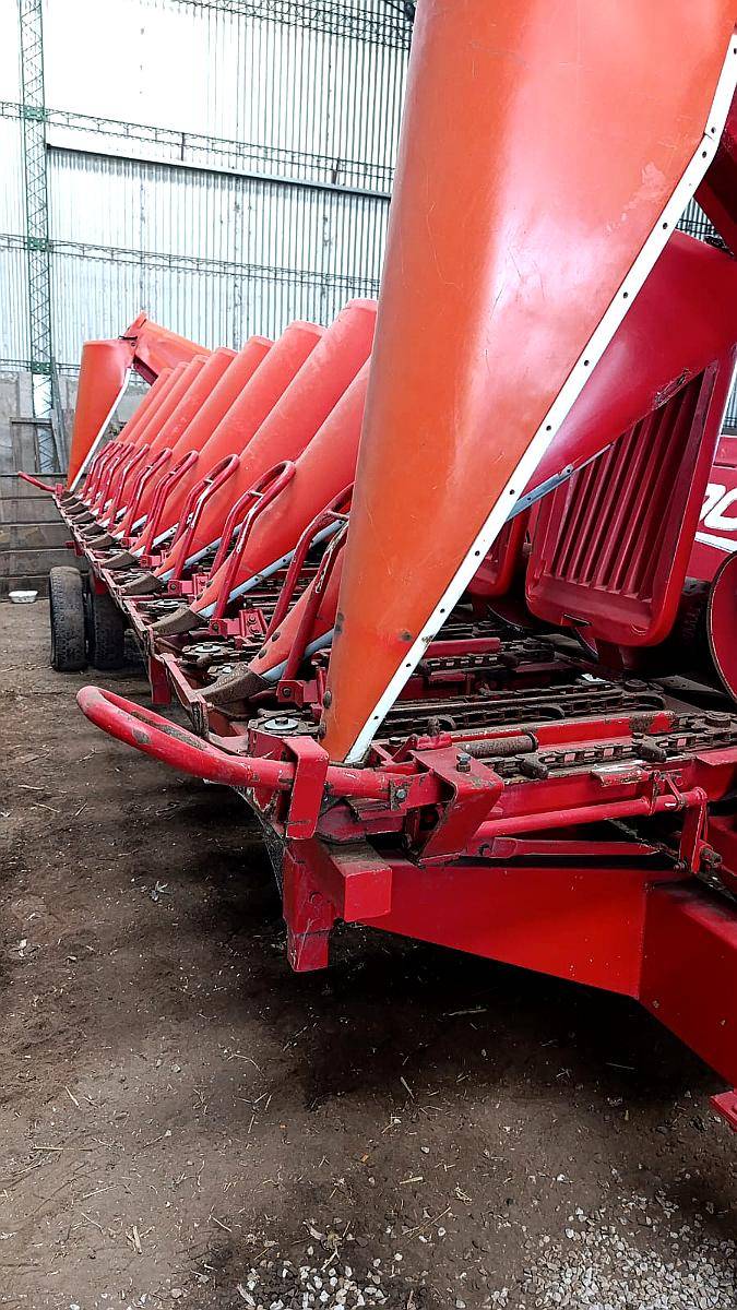 Maicero Ombu de 10 a 70 cm