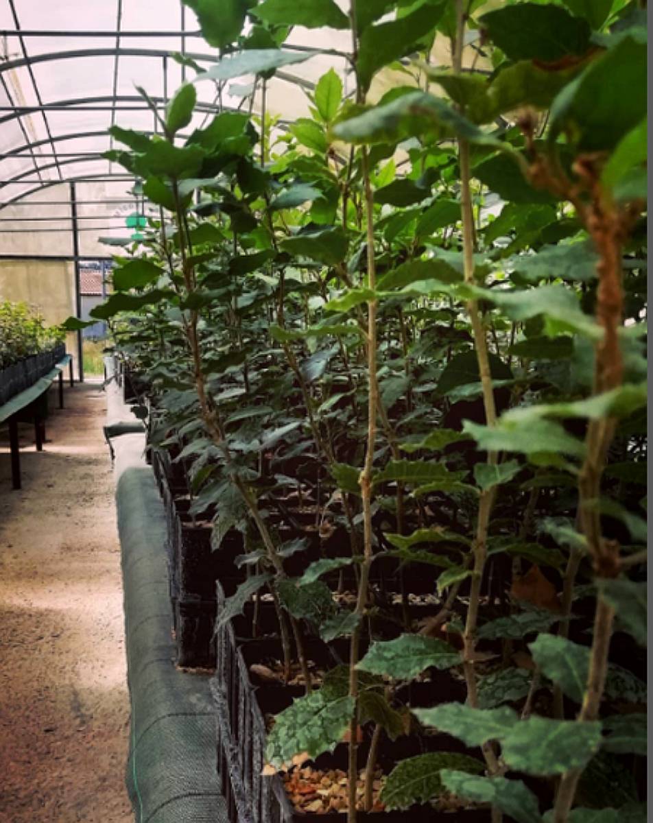 Trufa Negra - Venta de Plantines Micorrizados - Sustratos