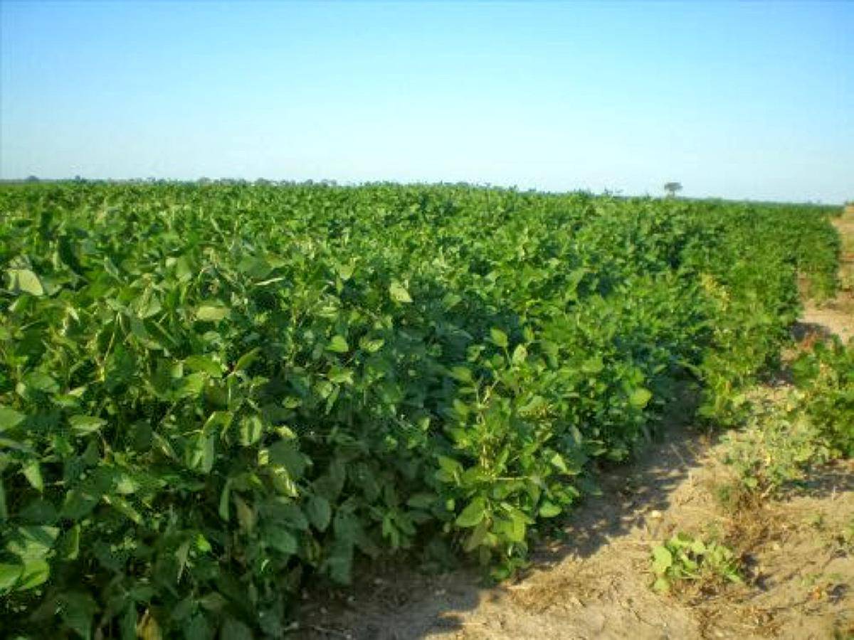 Venta. 2050 Has Agricolas en Almirante Brown (chaco).