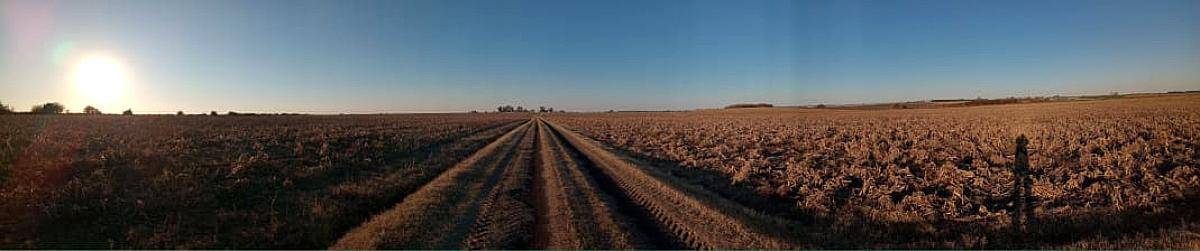 290 Ha 100 % Agrícolas. Campo de Excelencia