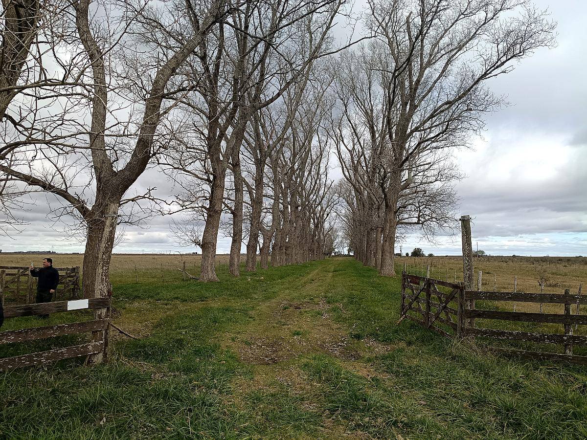 302 HA, Ganadero, Chascomus
