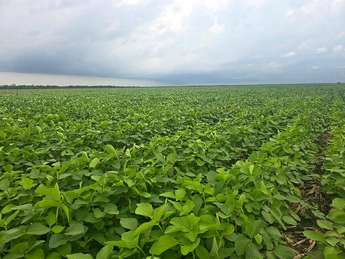 Dispongo Campos Agricolas en Arrendamiento Sachayoj