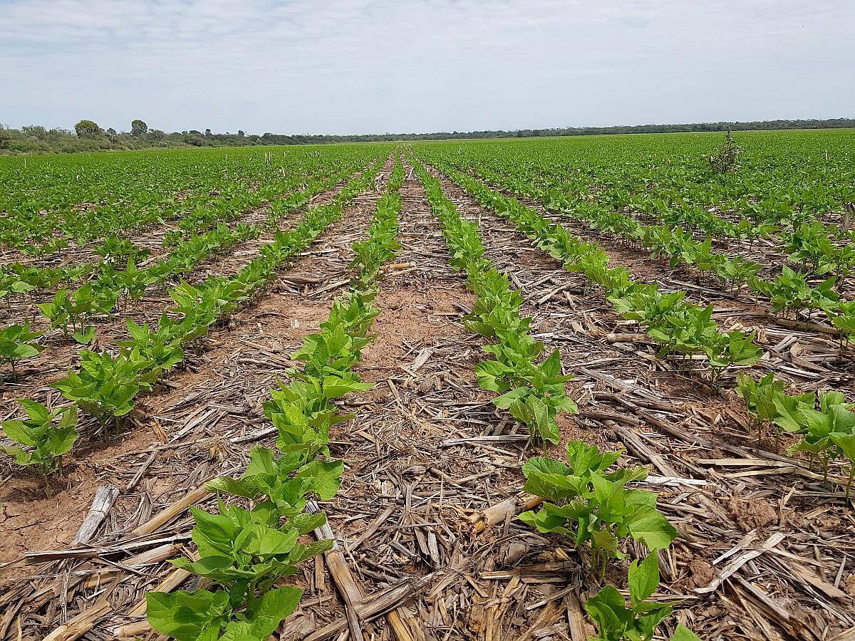 Vendo 150 Hectareas Suco