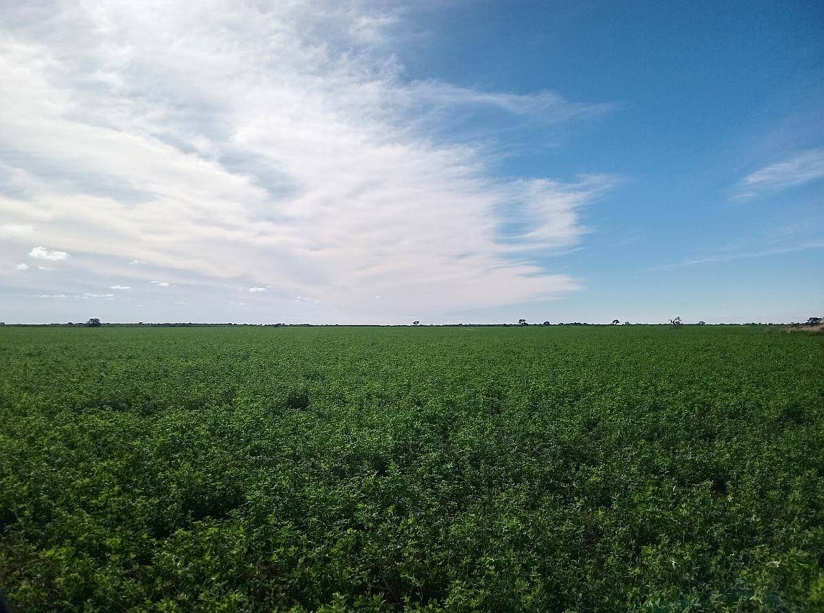 520 Ha Agrícolas en Venta Norte de Córdoba