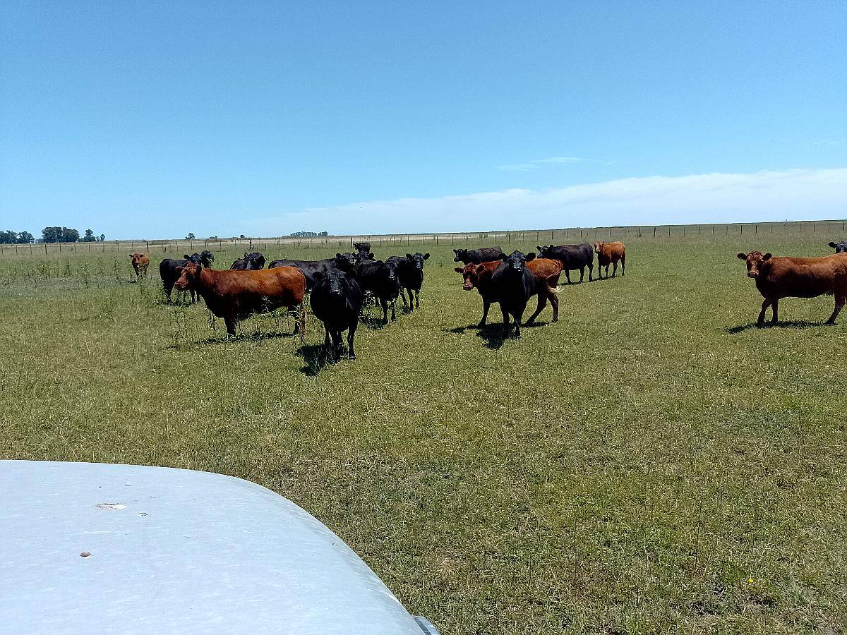 Alquilo Campo Ganadero en Pila