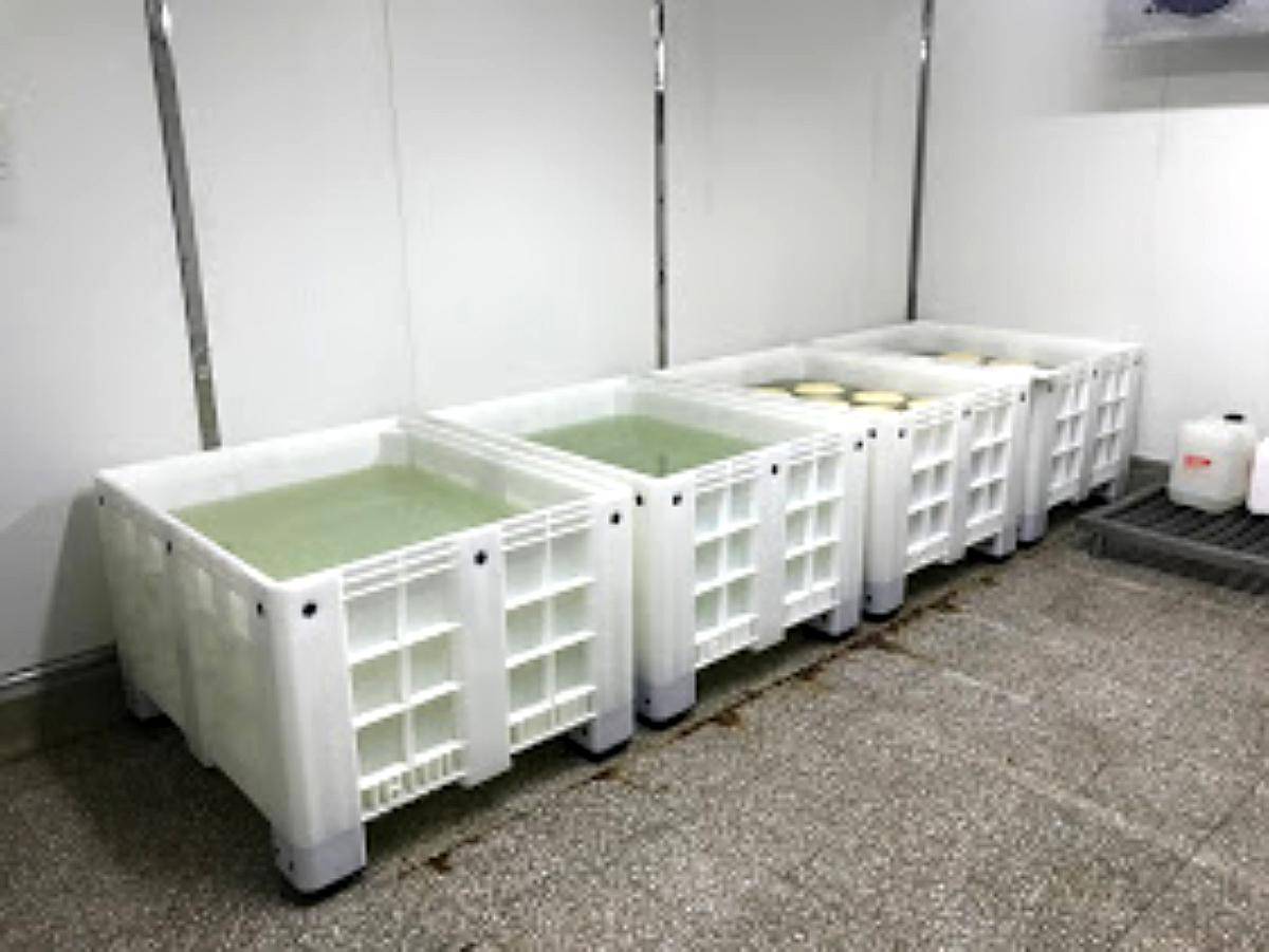 Binz Plásticos para Saladero - Quesería