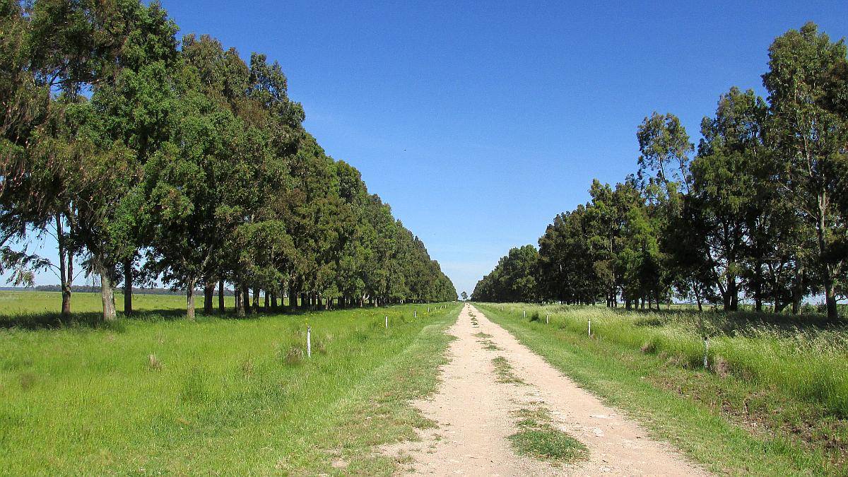 1.144 Has - en Venta - Adolfo Gonzales Chaves - Buenos Aires