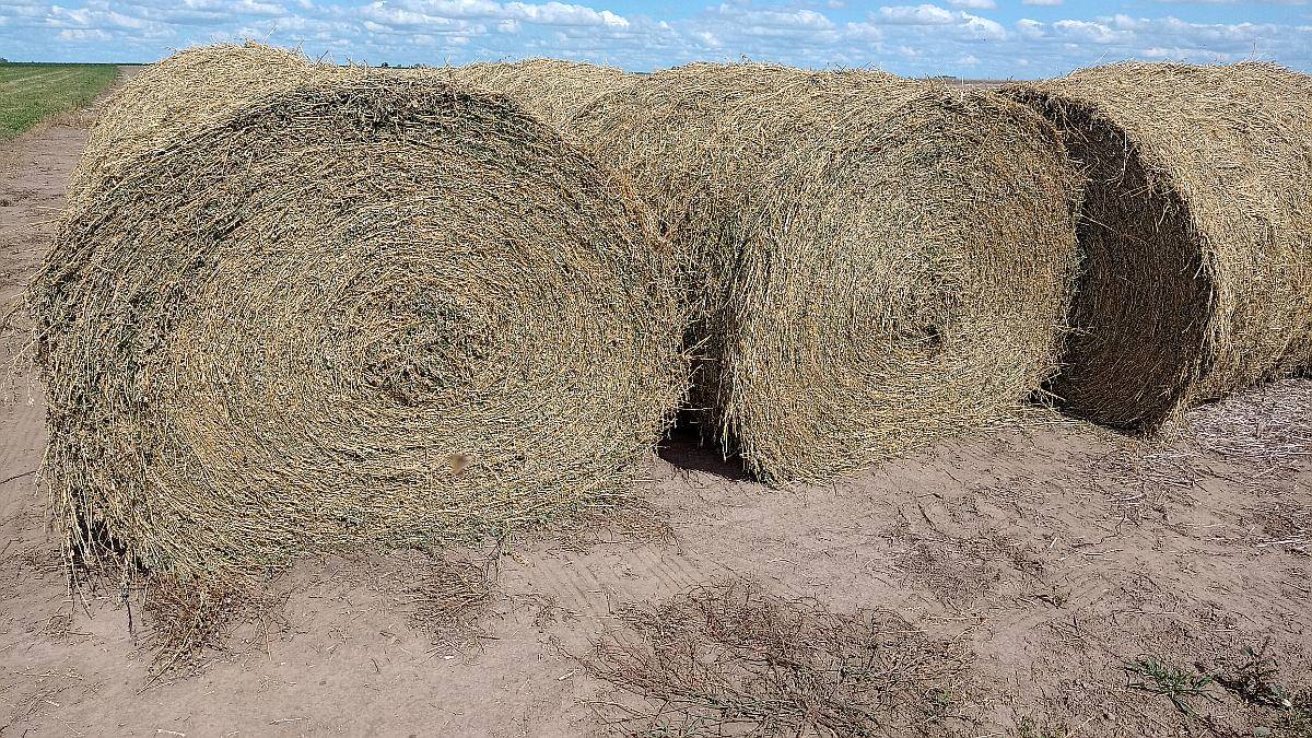 Rollos de Alfalfa 2026