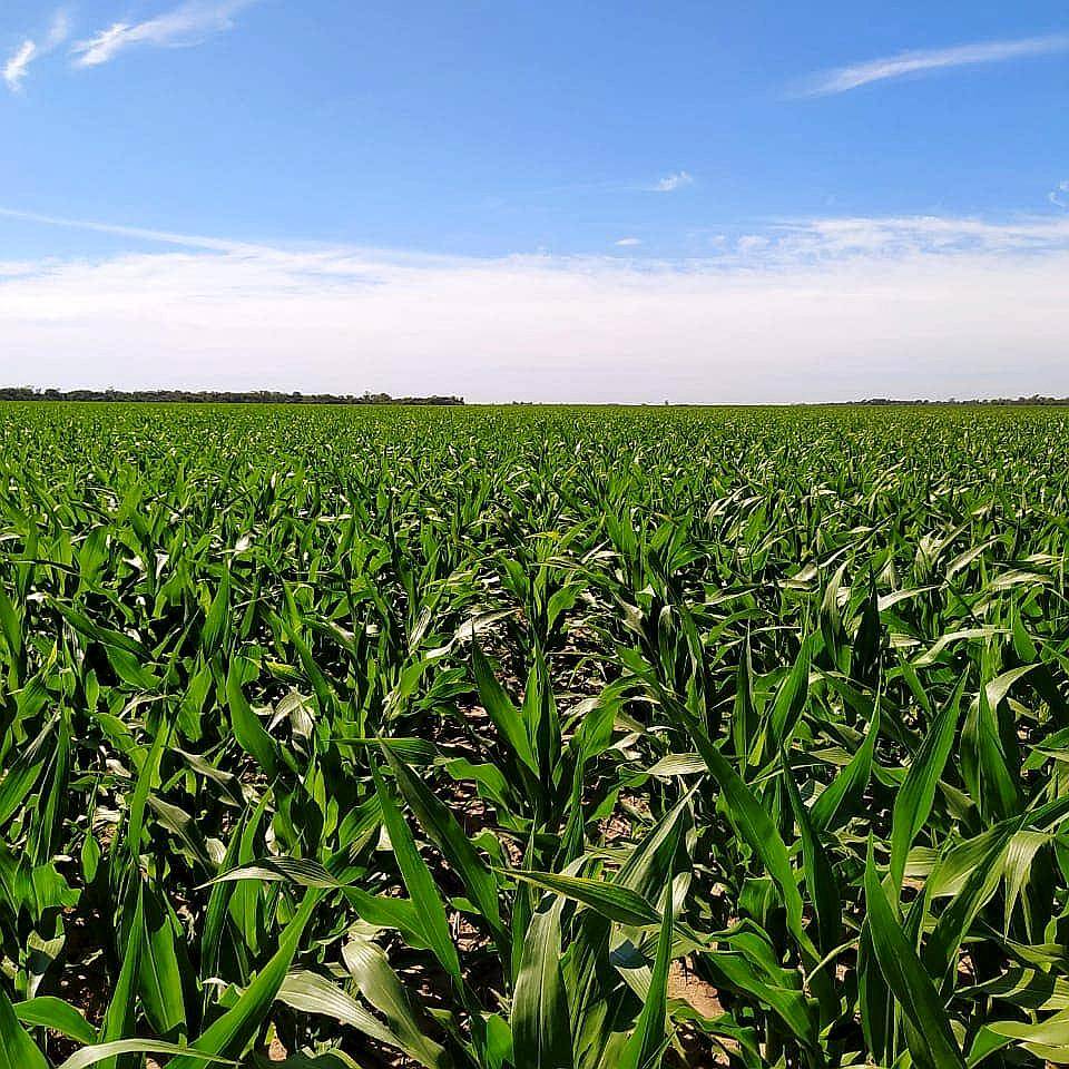 250ha Agricolas en Charata, Chaco