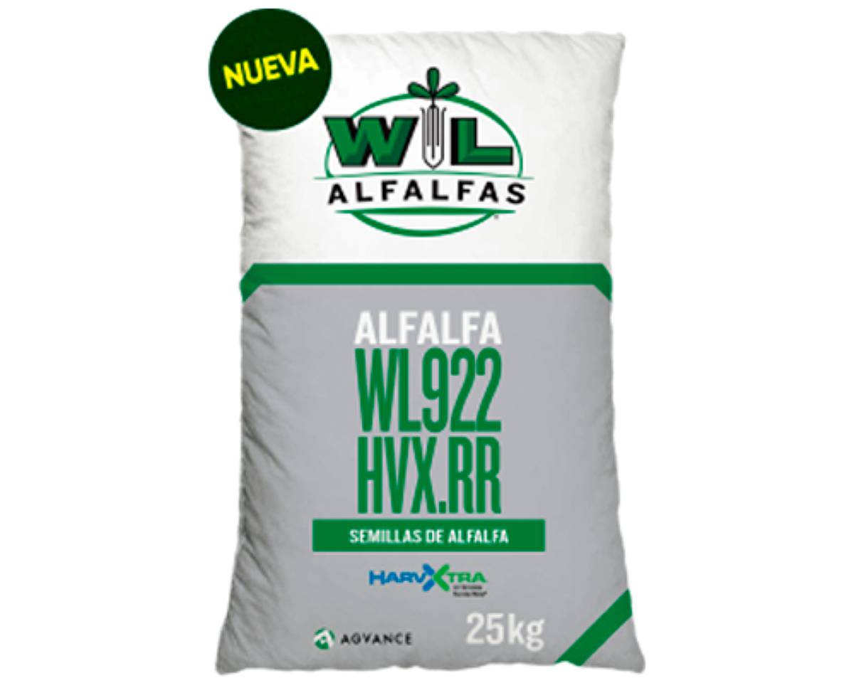 Alfalfa WL 922 HVX RR. Adaptación al Ambiente Argentino.