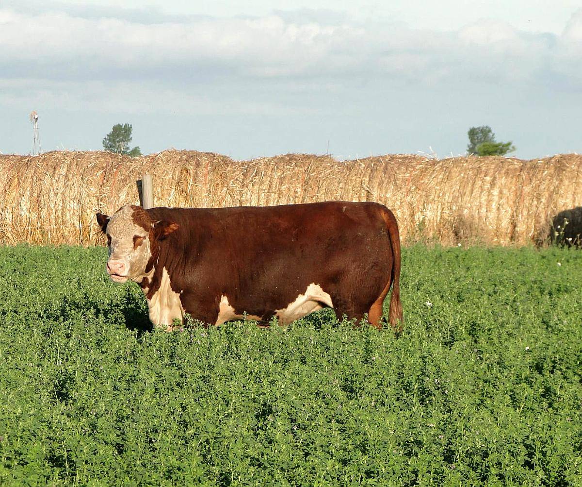 Toro Hereford Puro de Pedrigue