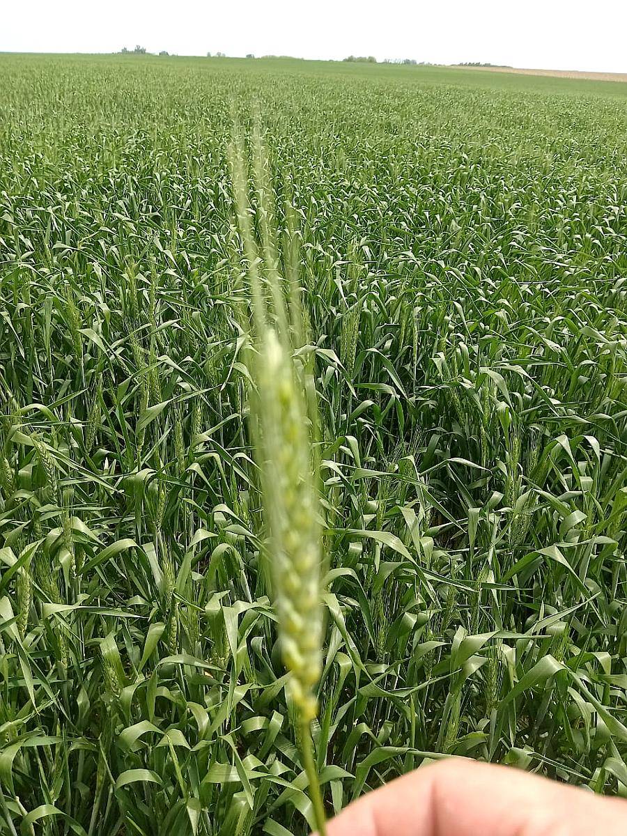 Campos Agricola Zona Norte Prov BS AS