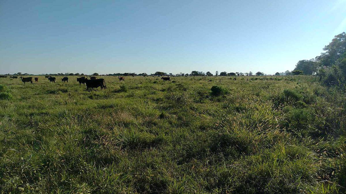 62ha Mixto - Felicia, Santa FE