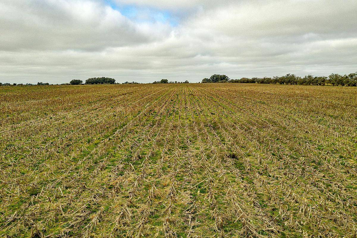 General Mansilla, Magdalena, Buenos Aires - 78 Ha