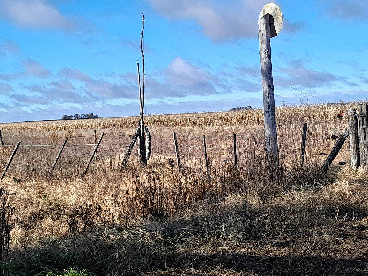 Urg 131 Has Mixtas Maiz-soja en $ 2900 X Ha Zona Ruta 205