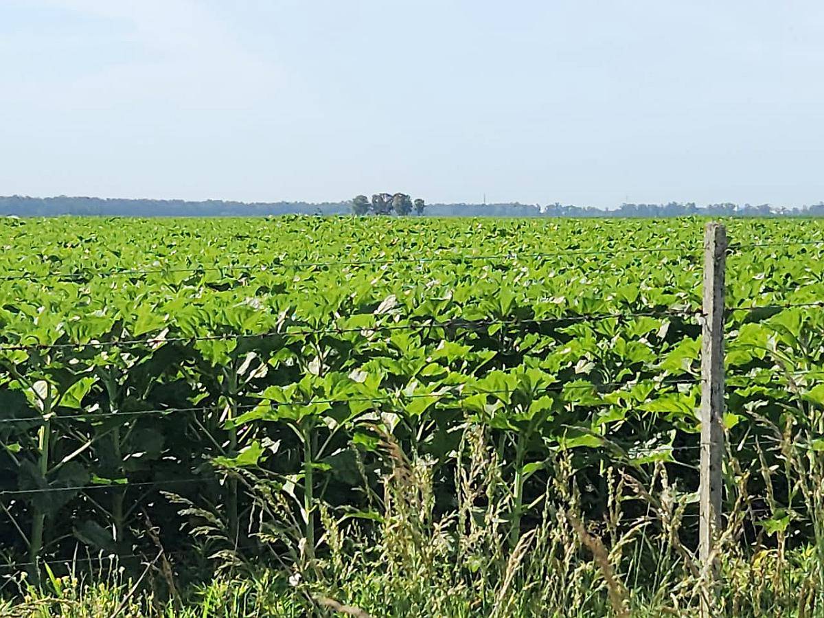 Se Alquila Campo Agricola - las Armas. Ayacucho - Ruta N°2