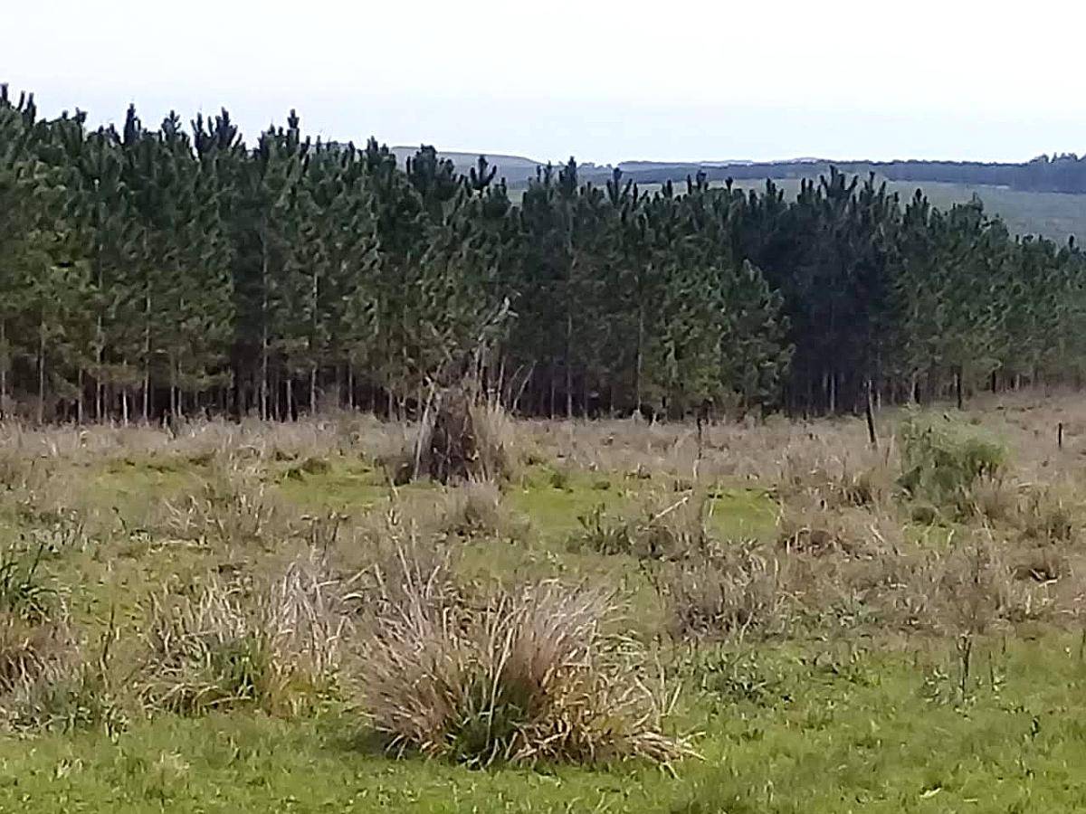 San José – 137 ha - Misiones
