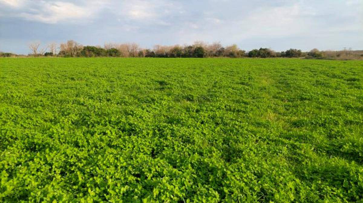 3.7 HA. en San Anselmo