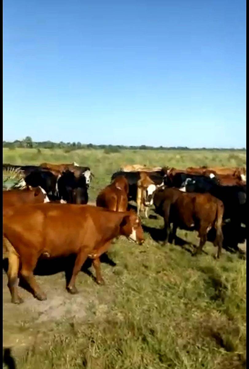 Campo Ganadero en Chaco