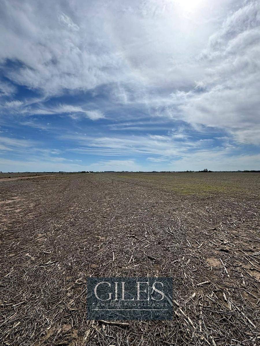 Campo Mixto 231 Hectáreas